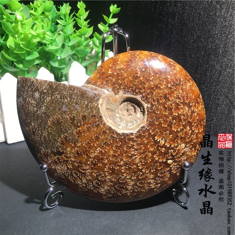 天然马达加斯加玉化螺菊石螺