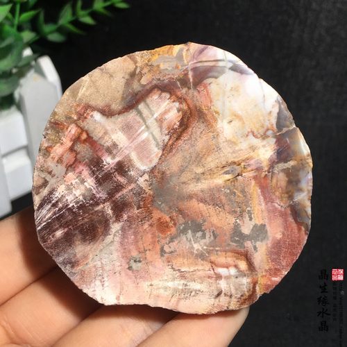 天然古生物化石木化石摆件树化玉原石切片办公茶杯垫实物图可选
