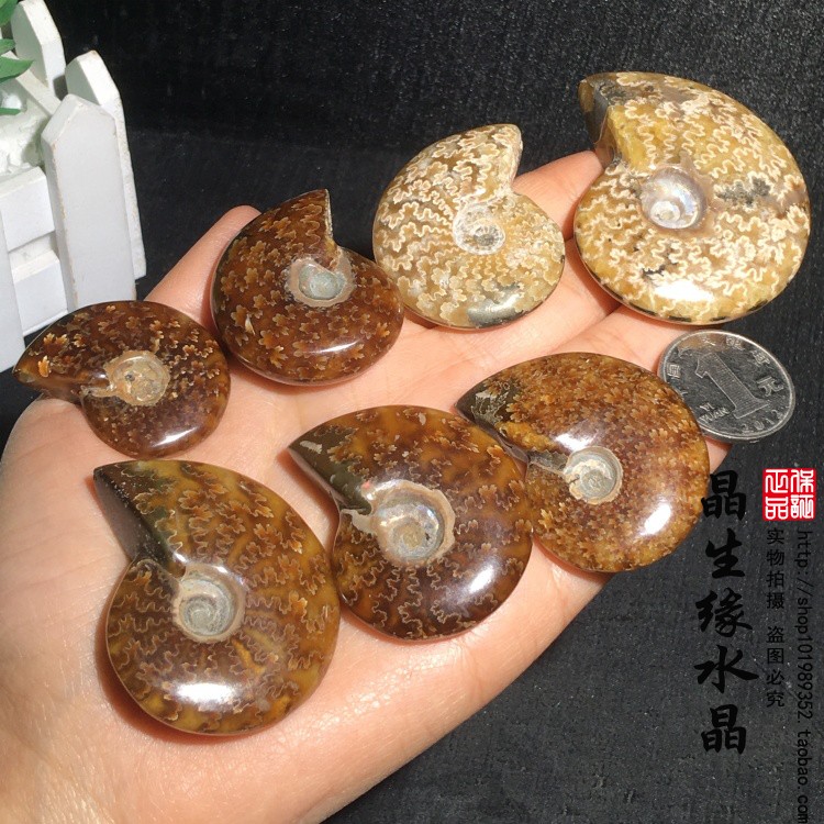 天然马达加斯加玉化螺标本化石实物图一组特价