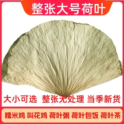 新鲜整张荷叶糯米鸡用荷叶饭叫包叫化鸡用荷叶大张莲藕叶熬粥荷叶