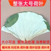 新鲜荷叶叫花鸡荷叶鸡糯米鸡用荷叶新鲜熬粥荷叶片荷叶饭包子垫片