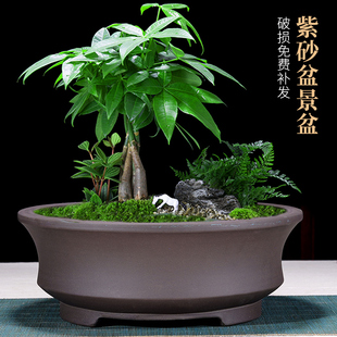 紫砂花盆陶瓷特大造型圆形花盆树桩老桩绿植花卉盆景盆种菜盆免邮