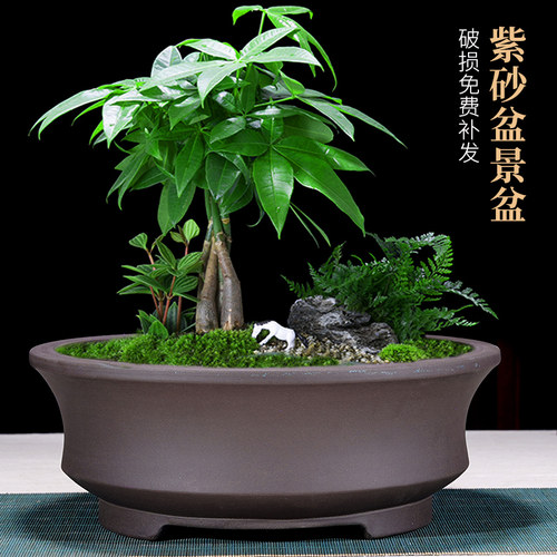 紫砂花盆圆形老桩绿植花卉盆景盆