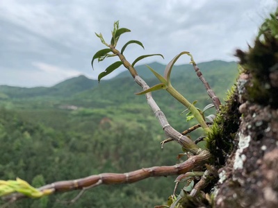 仿野铁皮石斛鲜条 红杆人种天养 户外种植盆栽