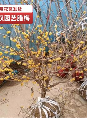 鄢陵盆栽型素心檀香磬口虎蹄腊梅花嫁接品种树苗浓香年宵耐寒好养