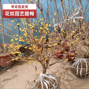 鄢陵盆栽型素心檀香磬口虎蹄腊梅花嫁接品种树苗浓香年宵耐寒好养