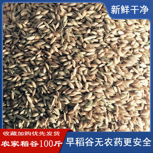 稻谷新鲜早谷带壳籼稻子喂鸡鸭鸟圆长粒鸽鸟仓鼠饲料农家种100斤