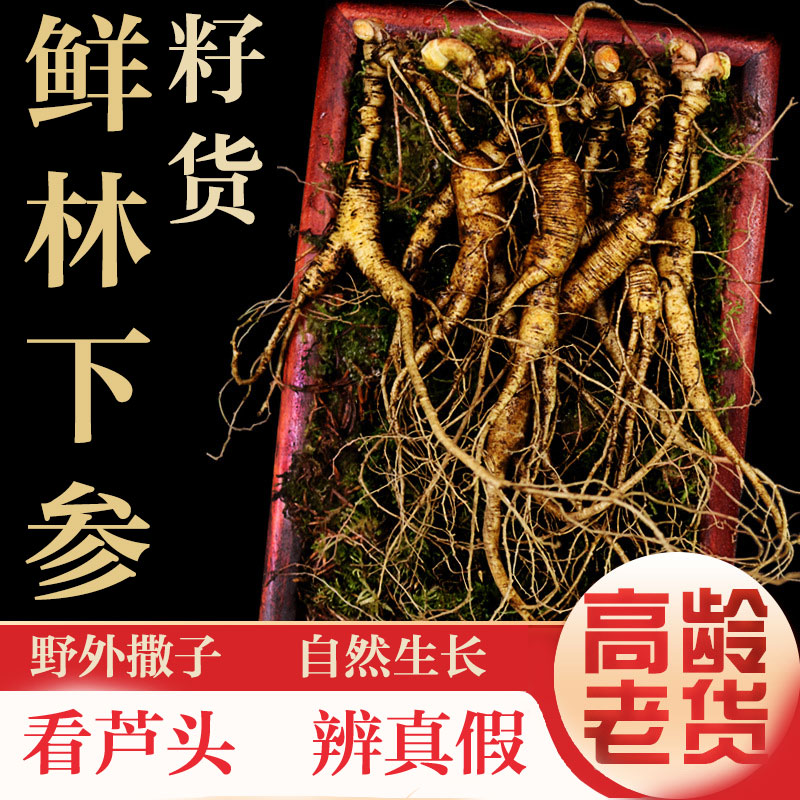 鲜人参长白山林下籽货单支5-10克老参煲汤泡酒