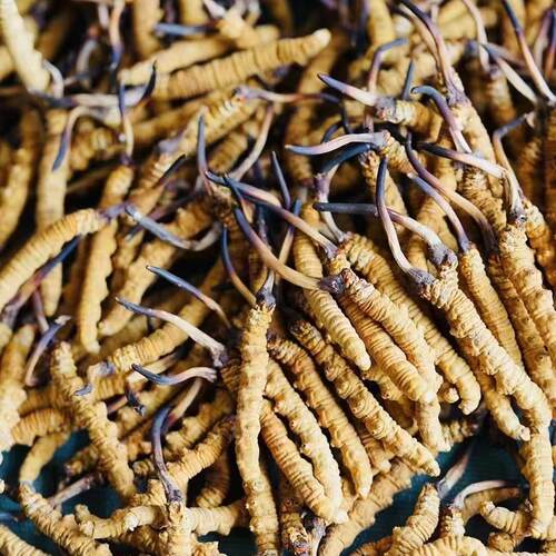 西藏那曲野生冬虫夏草礼盒装正宗