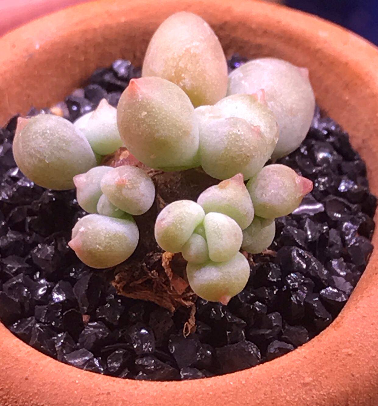 mini迷你苹果奶酪精品 奶酪多肉优选基因 稀有品种进口【半山间】