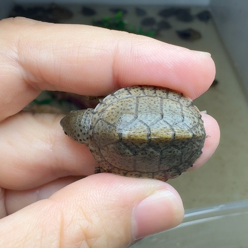 60剃刀2.5cm
