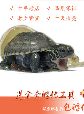 可孵化乌龟蛋旦旦丁丁水族包出壳