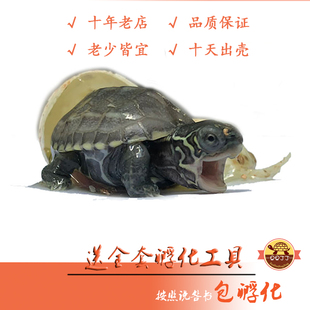 可孵化乌龟蛋套装受精蛋水族宠物巴西格兰德火焰体验孵化乐趣包出
