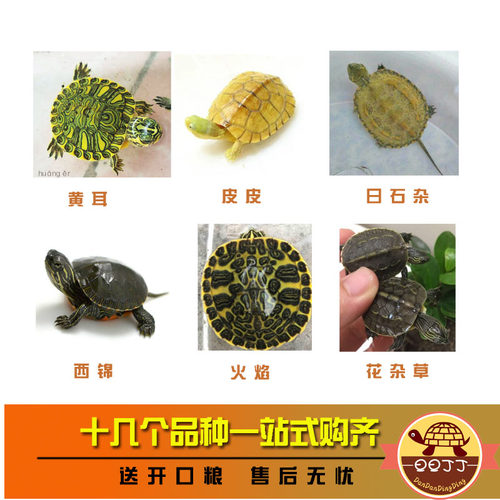 好养壮实有趣萌宠小乌龟