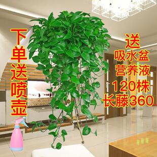 大绿萝爬藤净化空气常绿叶盆栽植物垂吊兰四季 常青水土培室内花卉