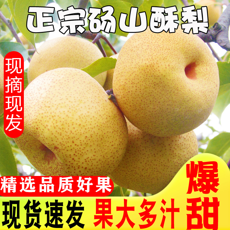 新鲜水果梨子砀山梨酥梨现摘现发