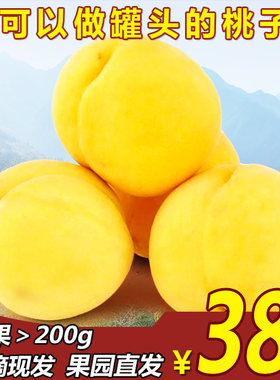山东沂蒙山锦绣黄桃毛桃新鲜水果现摘现发蒙阴蜜桃脆甜5斤包邮
