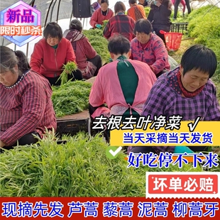 现摘新鲜芦蒿藜蒿泥蒿柳蒿芽净菜去叶去老根净菜可选顺丰快递