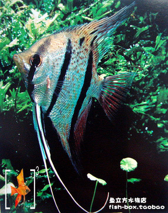 进口秘鲁神仙鱼  燕鱼 4cm左右 热带观赏鱼 活体