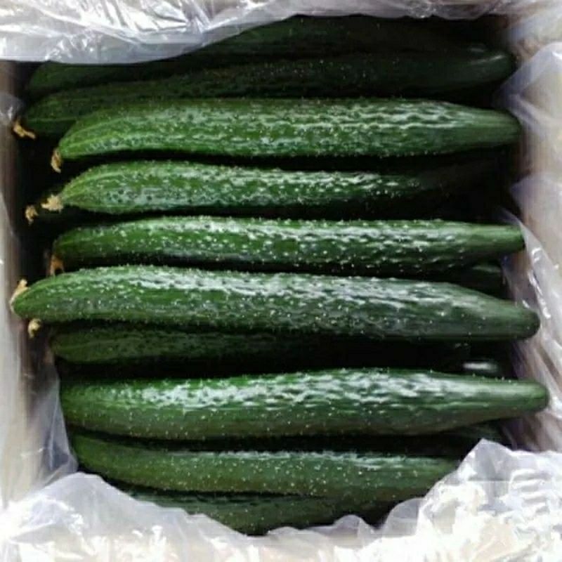 现摘黄瓜带刺山东农家蔬菜新鲜生吃孕妇辅食绿瓤青瓜3斤5斤包邮-封面
