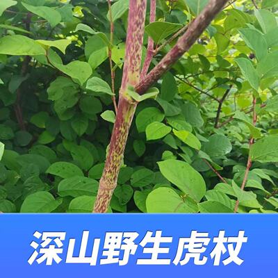 大山里的新鲜现挖野生虎杖根酸汤梗斑杖酸桐杆中药材新鲜现发