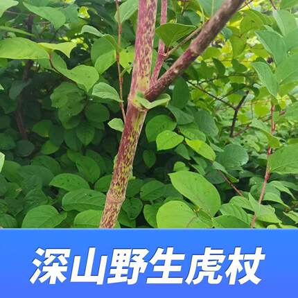 大山里的新鲜现挖野生虎杖根酸汤梗斑杖酸桐杆中药材新鲜现发