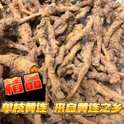重庆石柱黄水黄连之乡黄莲干黄连精选单枝