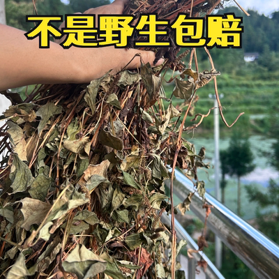 高山野生鱼腥草折耳根整株