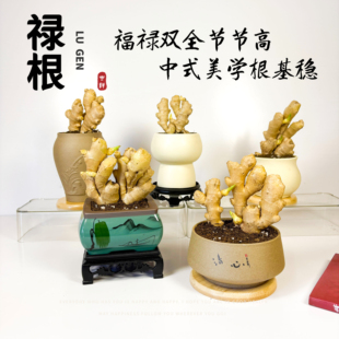 禄根福禄盆栽可水培土培不当姜办公室绿植福禄灵根灵草