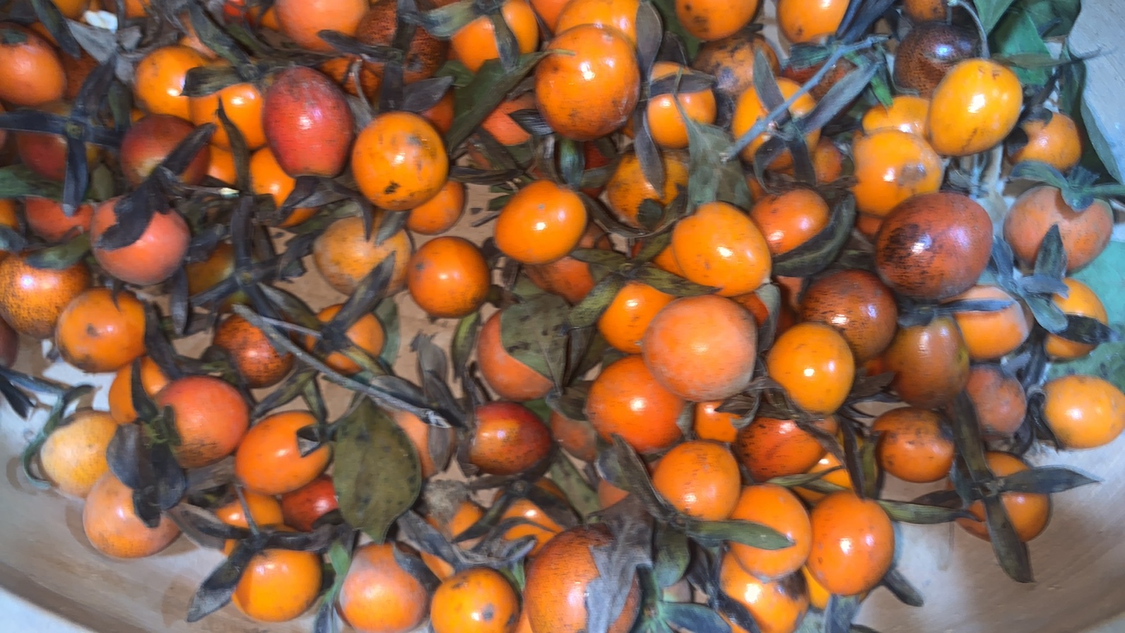 老鸦柿绿植花园植物果子直播间拍 拍2单多发5个梦和葫芦