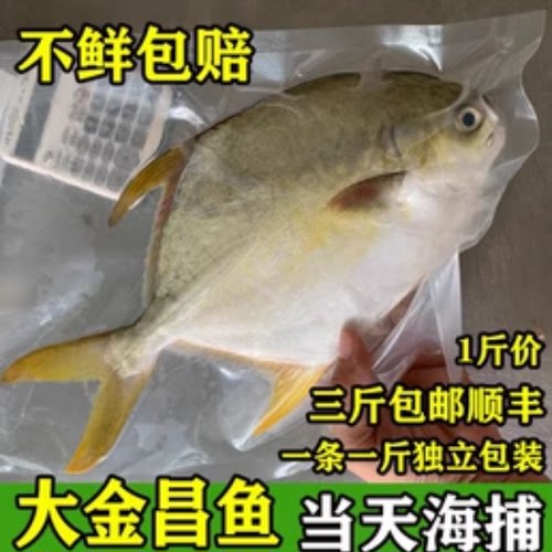 鲜活野生水产包邮金昌鱼