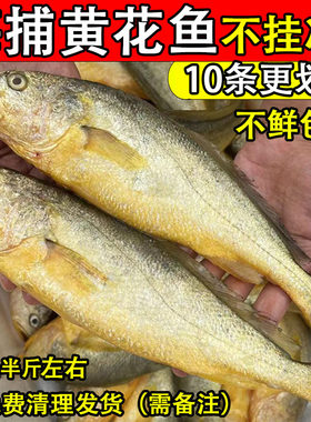 新鲜海捕黄鱼黄花鱼顺丰包邮