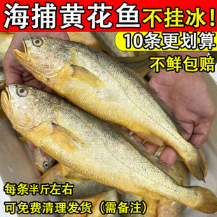 黄花鱼新鲜冷冻深海鲜活速冻大黄鱼6条正宗冰鲜海鱼生鲜海鲜水产