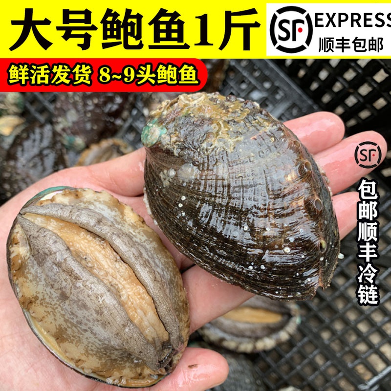 鲍鱼生鲜大鲍鱼8只一斤