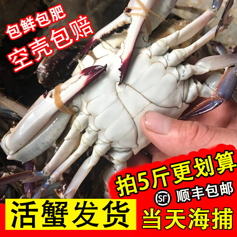 梭子蟹鲜活海捕顺丰冷链