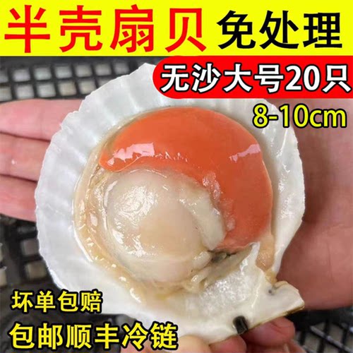 半壳扇贝超大冷冻顺丰包邮虾夷贝