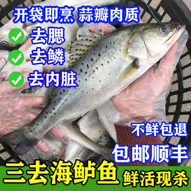 海鲈鱼鲜活冷冻大鲈鱼三去野生新鲜冰冻海鱼活体现杀深海海鲜水产