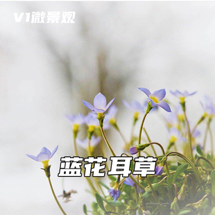 北美蓝花耳草日本雏草山野草春季开花植物办公室桌面耐寒盆栽绿植