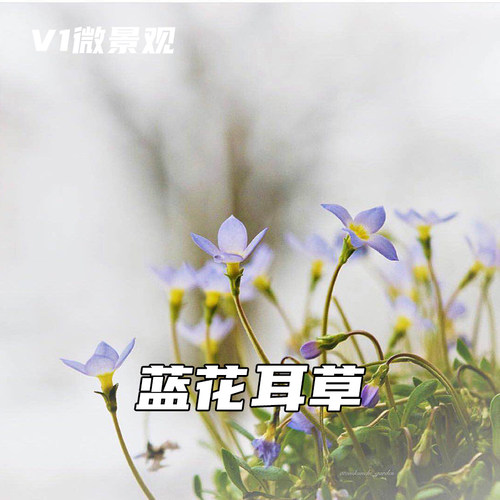 小清新趣味蓝花耳草室内盆栽