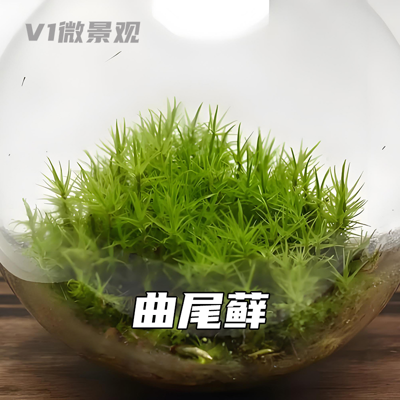 苔藓盆景铺面微景观造景