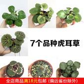 吸水石上水石假山附石山野草 七变化 盆栽盆景绿植 姬虎耳 虎耳草