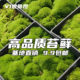 鲜活苔藓微景观青苔迷你植物盆景假山水陆雨林缸造景白发藓短绒藓