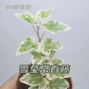 日本雪莹花叶常春藤 ins风网红绿植垂吊爬藤室内阳台常青盆栽植物