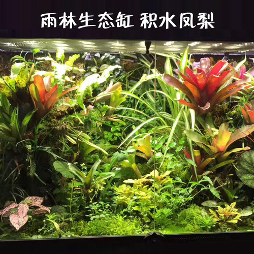 积水凤梨 盆栽 火球 琳达 苔藓微景观 雨林缸生态水陆缸造景植物