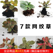 迷你网纹草 包邮 红色 盆栽造景DIY绿色植物 森林火焰 苔藓微景观