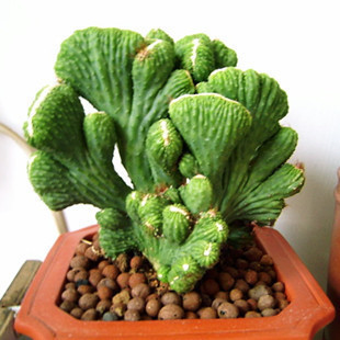 五指山 山影拳仙人掌防辐射多肉植物虎头净化空气罗汉盆景花卉