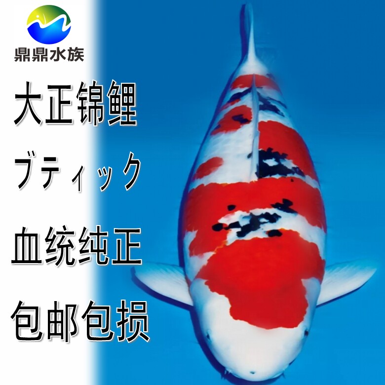 观赏鱼纯种日本锦鲤大正三色精品大正锦鲤鱼苗风水鱼淡水鱼冷水鱼