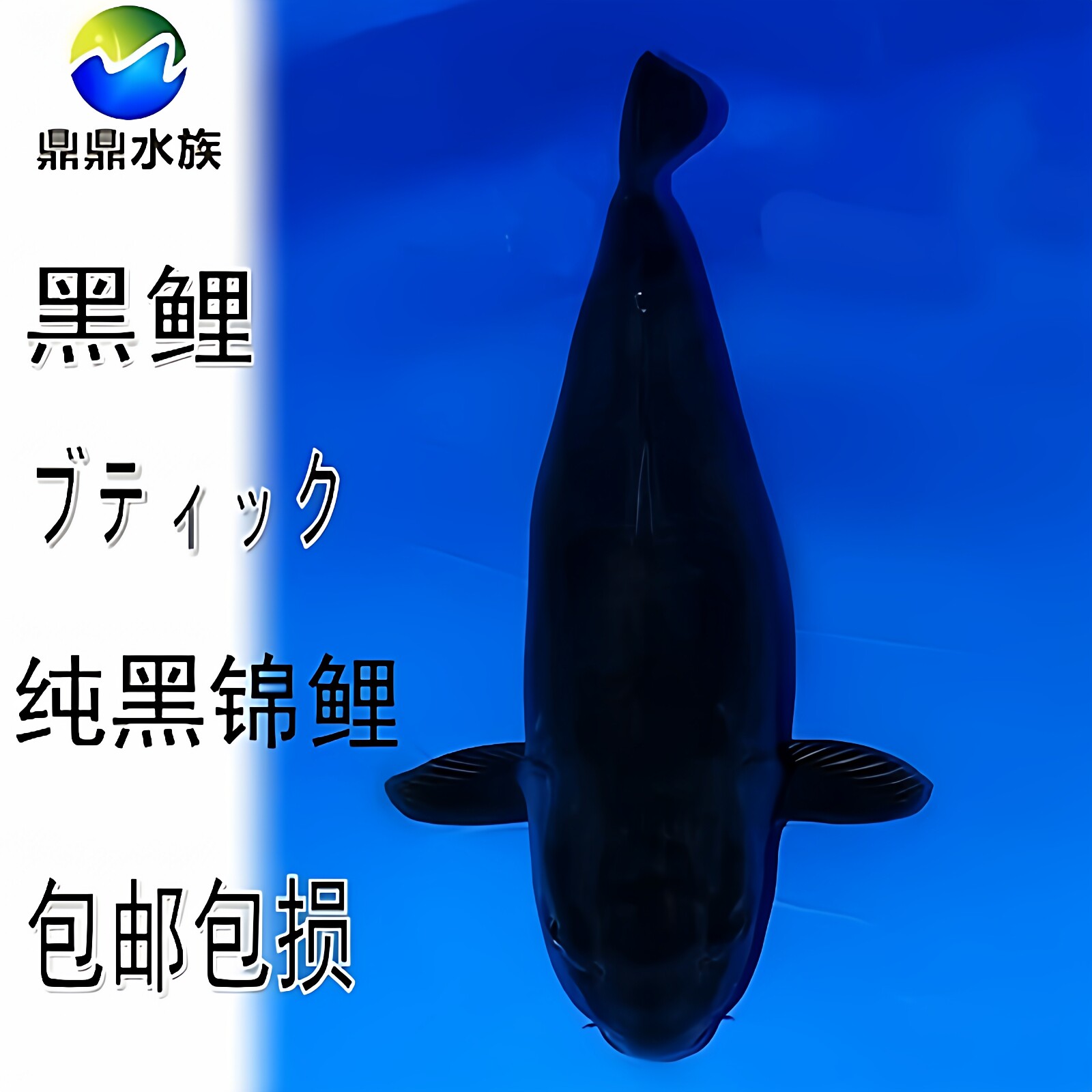 纯种日本黑色镇宅锦鲤耐活观赏鱼