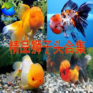 观赏鱼活体狮子头金鱼红狮玉狮五花狮子头金鱼风水鱼招财鱼冷水鱼
