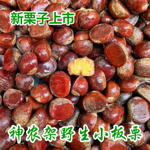 神农架深山野外生长小板栗毛栗子现摘生嫩新鲜小板栗5角硬币大小